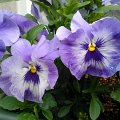 WP_001094