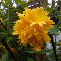 WP_001100