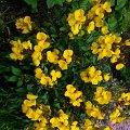 WP_001102