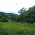 WP_002076