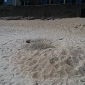 WP_002376