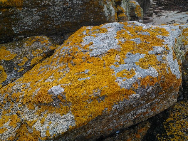 WP_003197