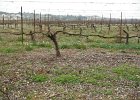 DSCF0832  local vinyard; hope to see it in bloom.