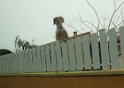 DSCF0839  Local &#34;chien&#34;