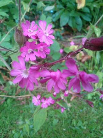 WP_003522