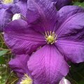 WP_003506