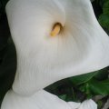 WP_003510