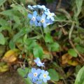 WP_003518
