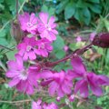 WP_003522