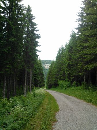WP_003797