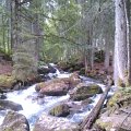 WP_004049