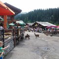 WP_004116