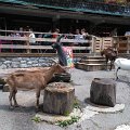WP_004135