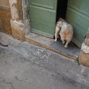 and alot of cats and dogs in the village; the most action we see on our morning walk for "the baggette".