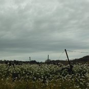 Clover smell is everywhere.