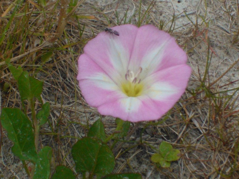 WP_002569