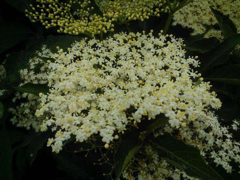 WP_002571