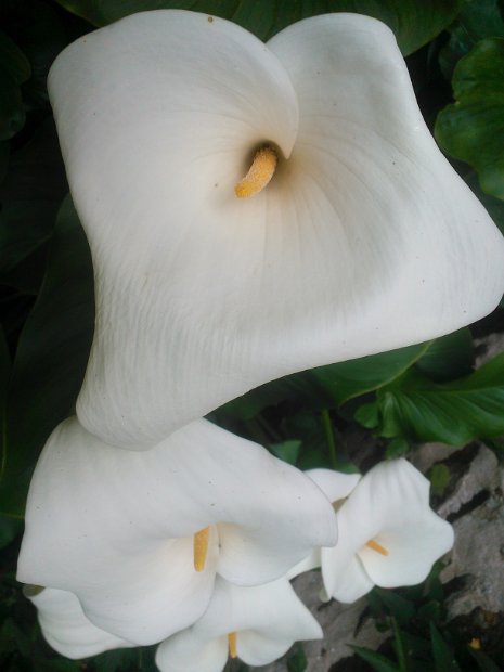 WP_003510