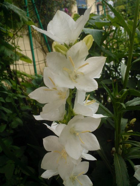 WP_003512