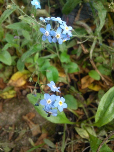 WP_003518