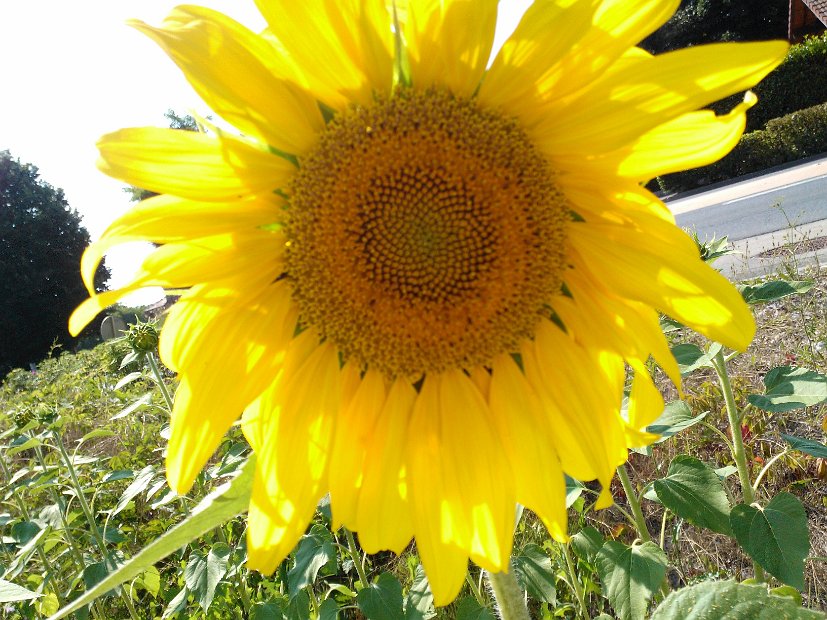 WP_004509