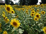 WP_004508.jpg