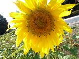 WP_004509.jpg