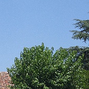 Previous