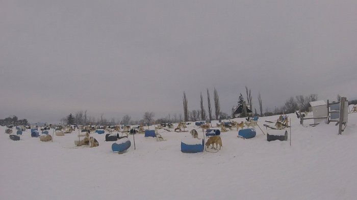 dogsled1
