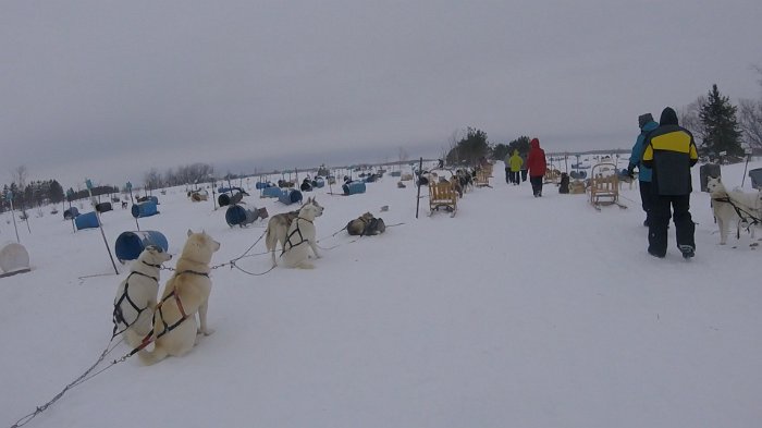 dogsled2