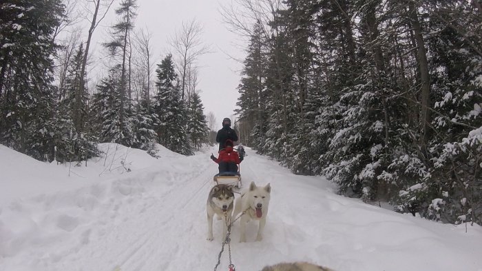 dogsled3
