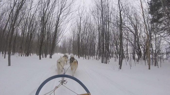dogsled5