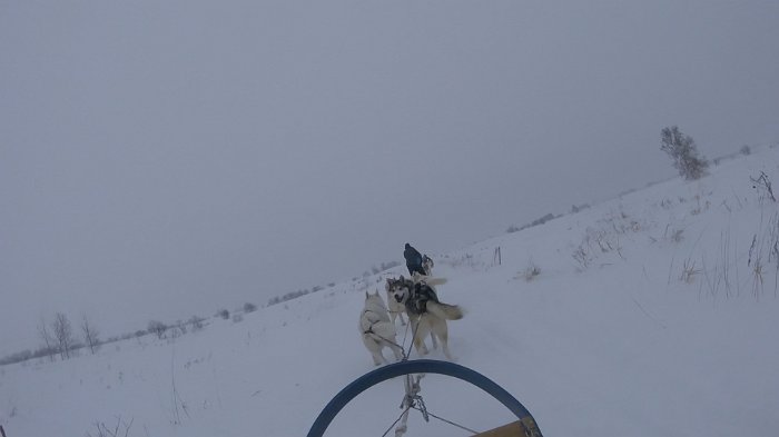 dogsled6