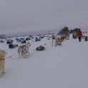 dogsled2