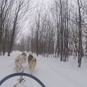 dogsled5