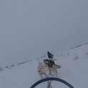 dogsled6